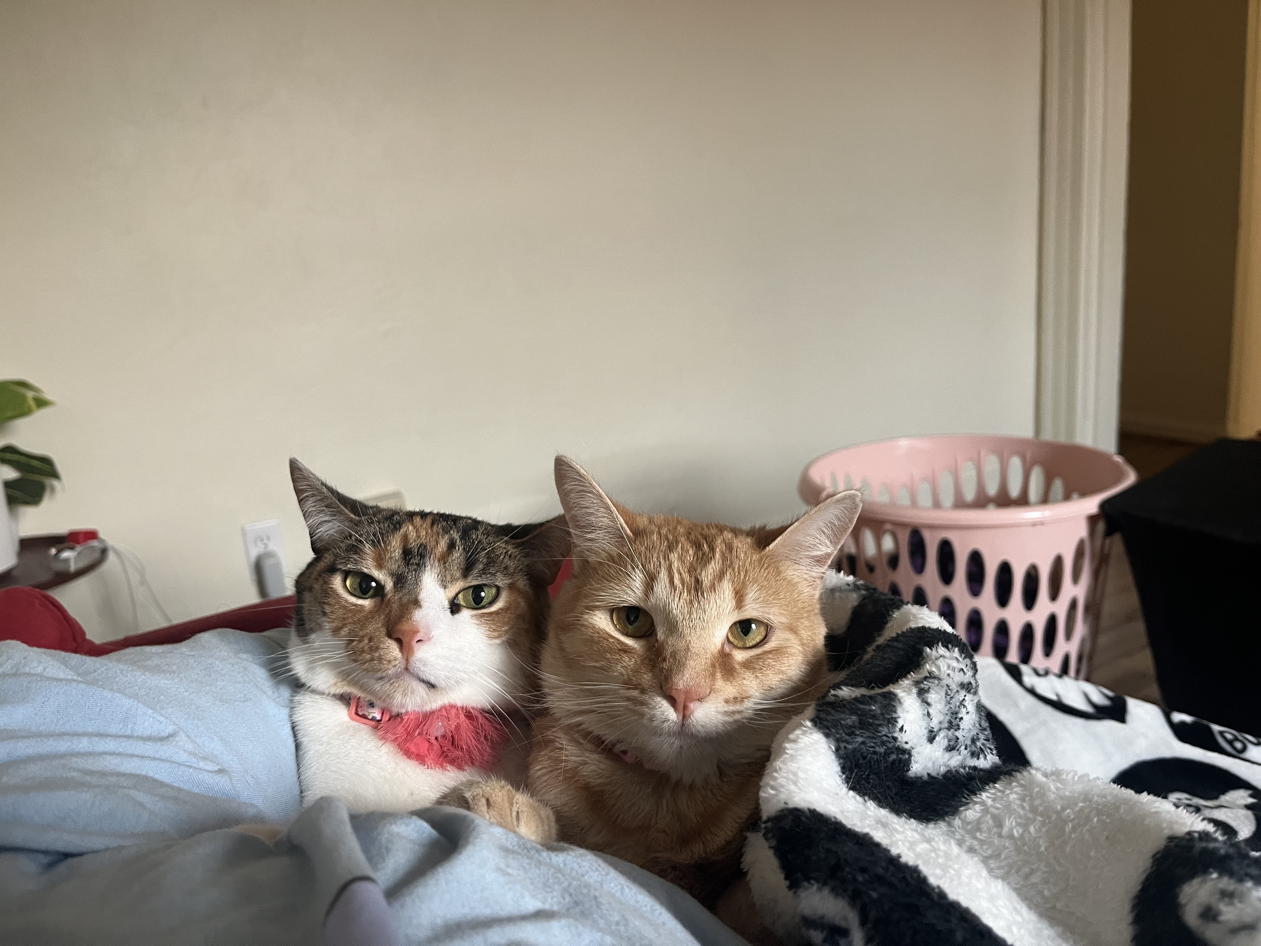 Sakura kitten and Glinda